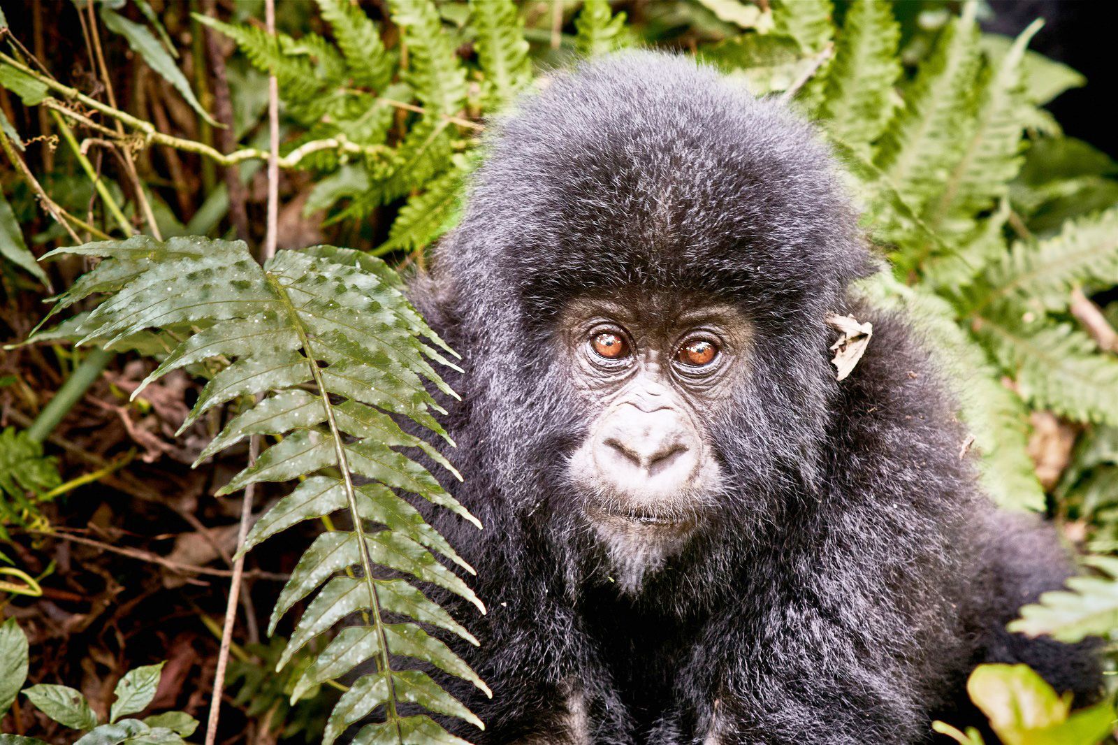 Nomad Standard - Fixed (Congo)