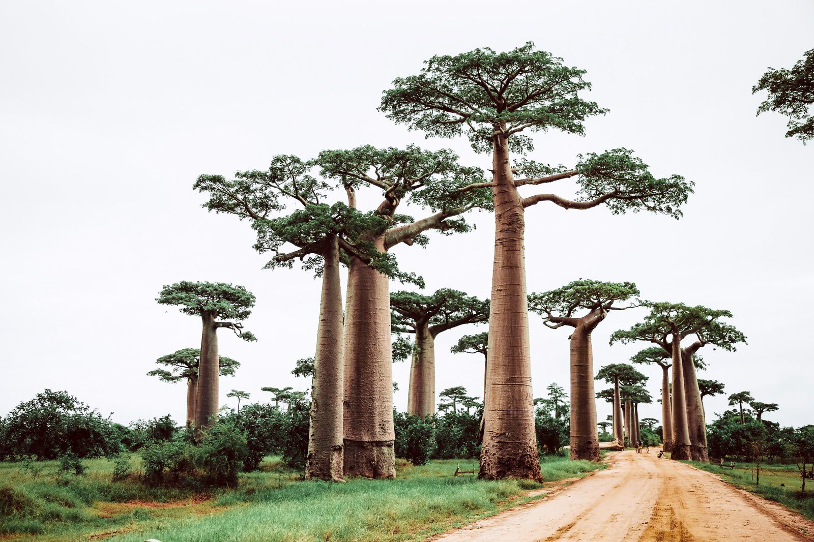 Nomad Standard - Fixed (Madagascar)