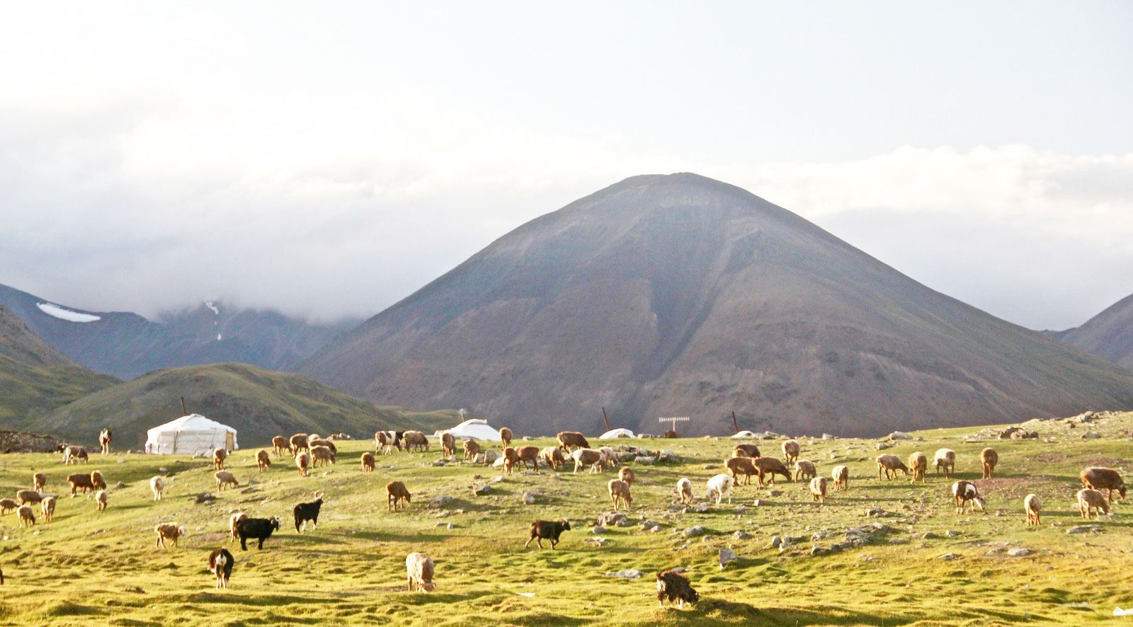 Nomad Standard - Fixed (Mongolia)