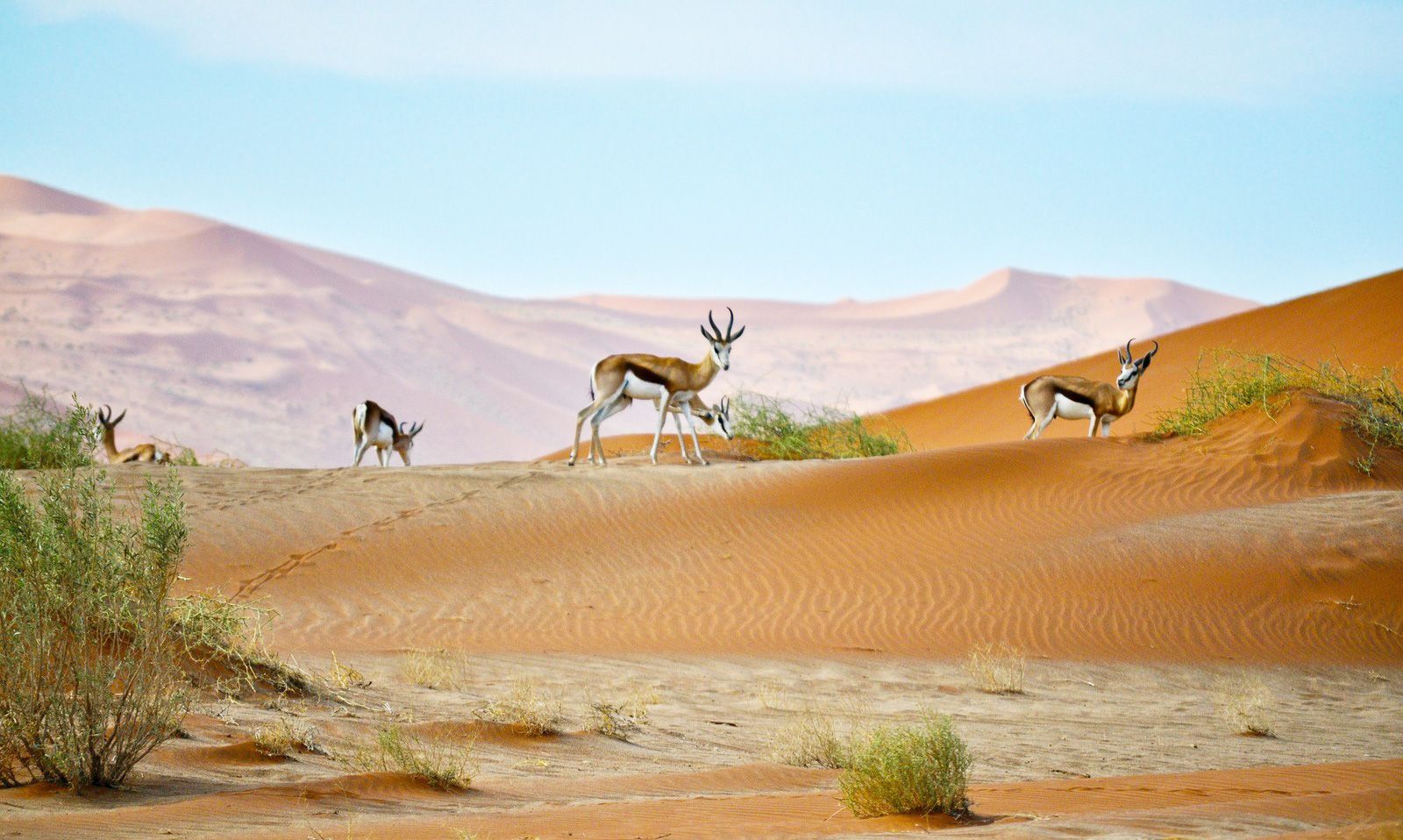 Nomad Standard - Fixed (Namibia)